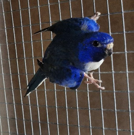 Image agrandie