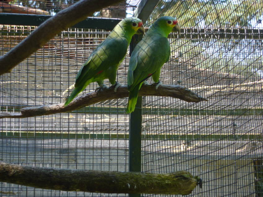 Image agrandie