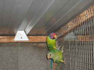 Image agrandie