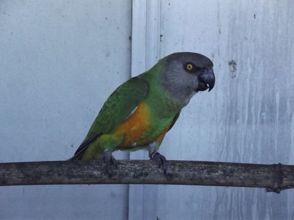 Image agrandie