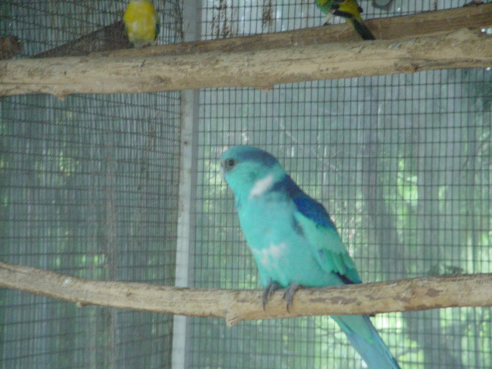 perruche de barnard mutation, bleu 