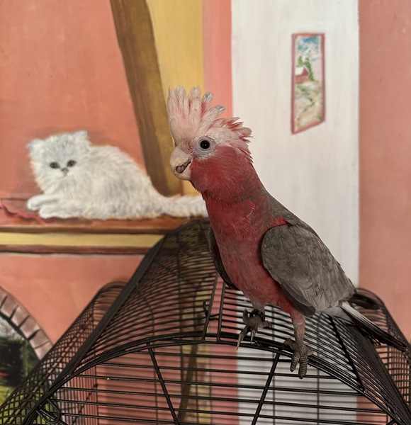 Image agrandie