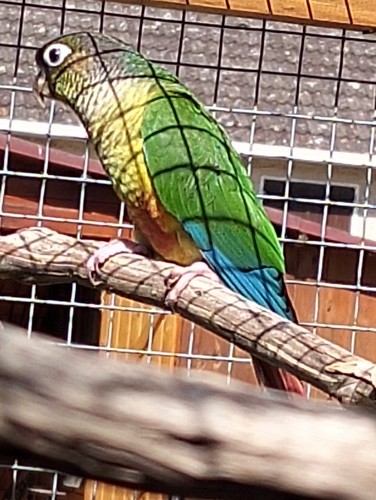 Image agrandie