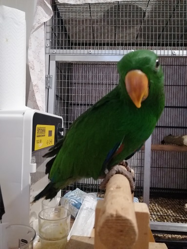 Eclectus polychloros