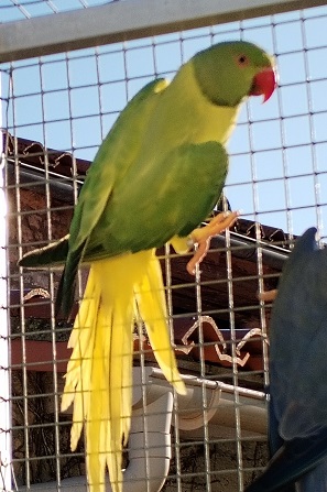 COLLIER OPALINE CLEARTAIL