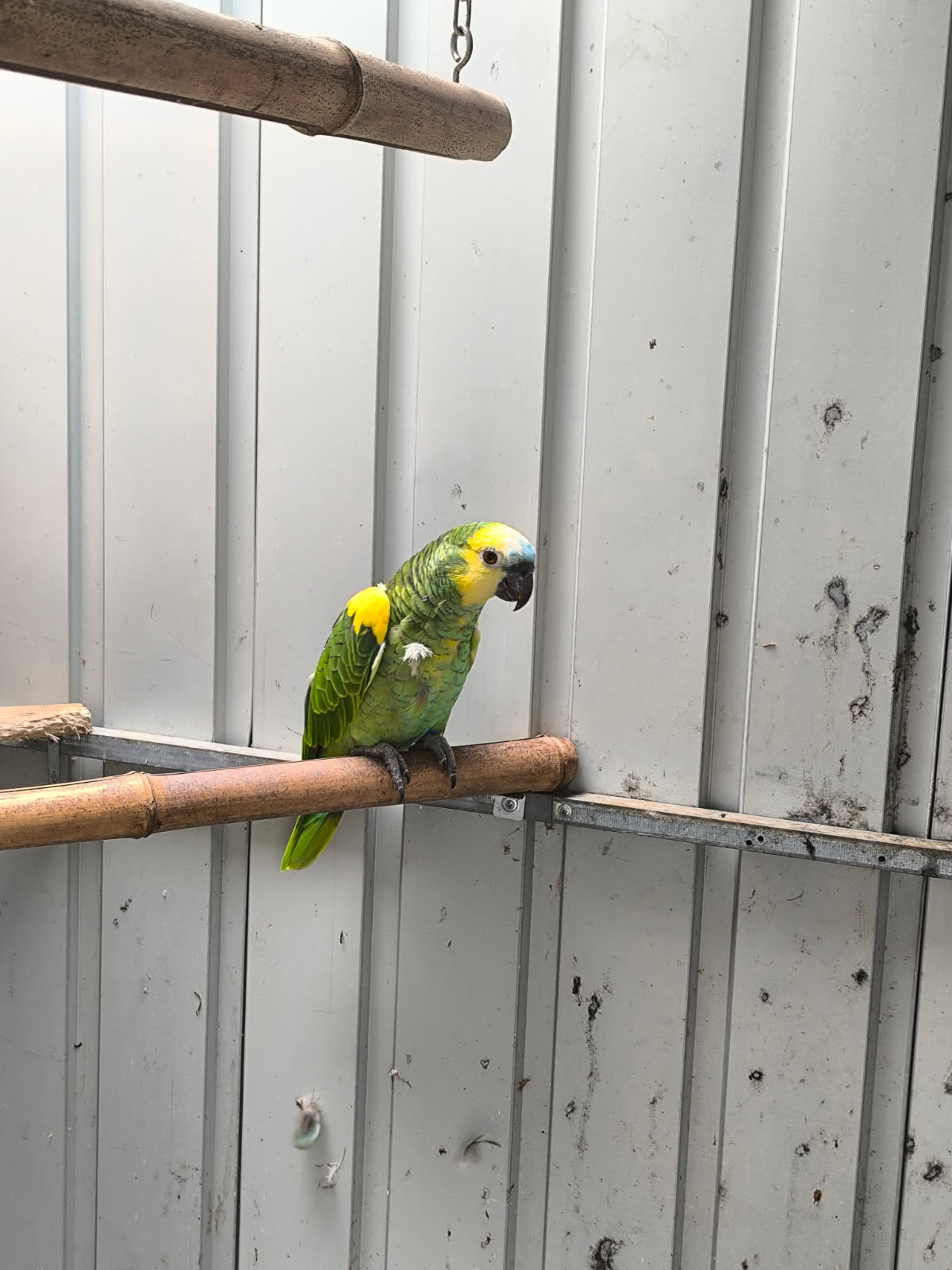  amazone front bleue 