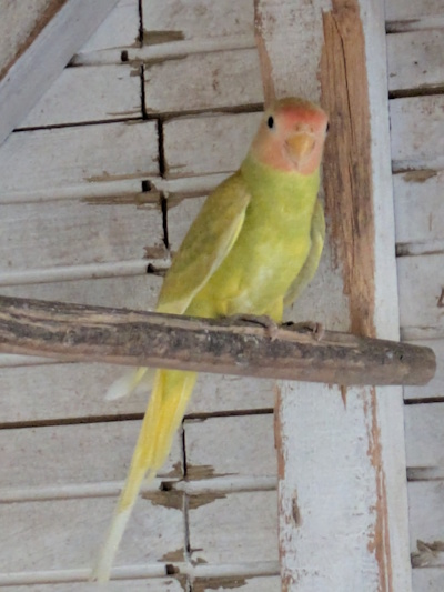 TETE DE PRUNE JAUNE DILUEE