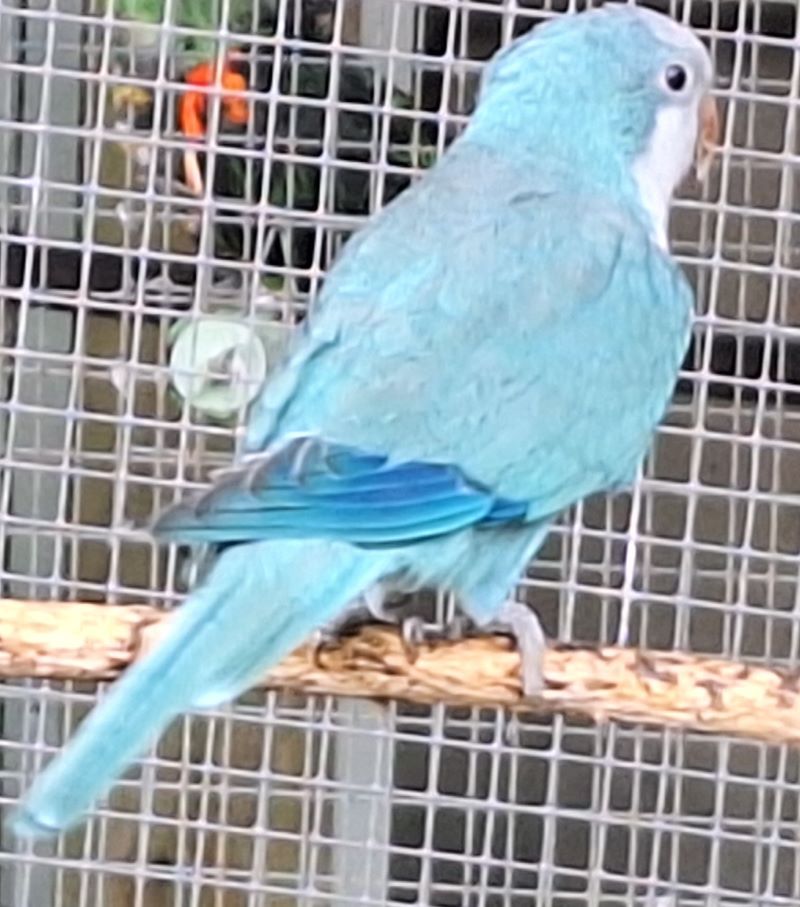 Perruche souris Bleu B22 1/0