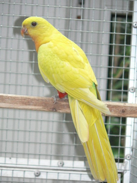 perruche royale porteur jaune jaune