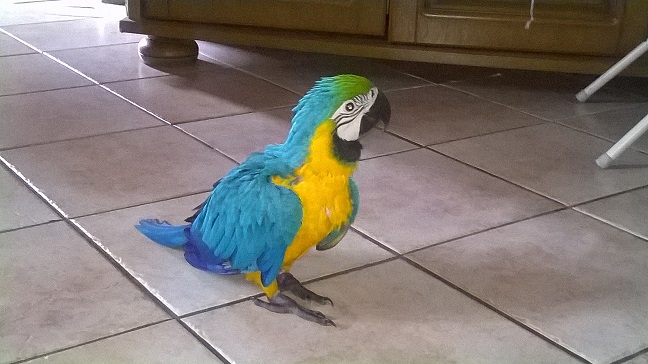 ara bleu et jaune
