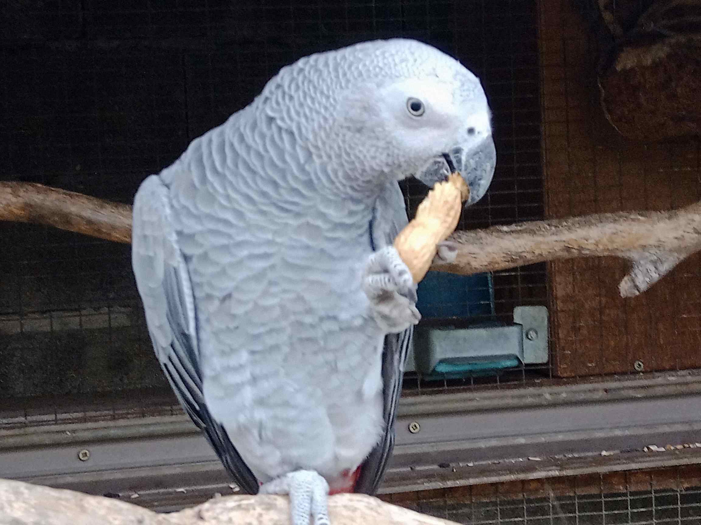 gris du gabon 