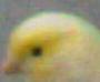 Avatar du membre