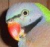 Avatar du membre