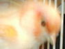 Avatar du membre