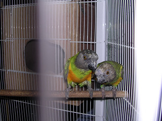 les perroquets 023.jpg