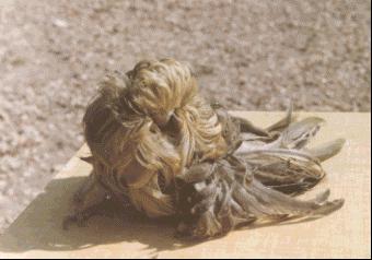 FEATHER DUSTER.JPG