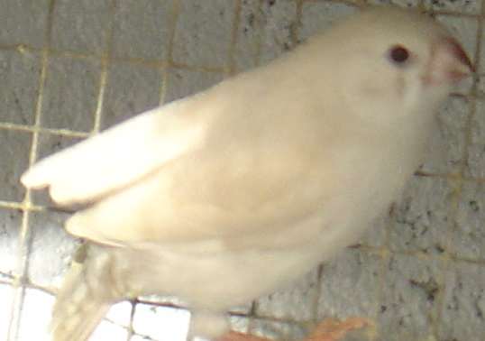 bb mand blanc masquÃ© 21 09.jpg