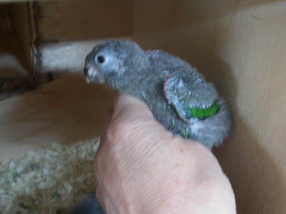 Resize of 2004-09-21_0009.JPG