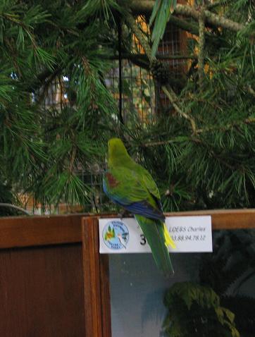 Bourse aux oiseaux 25.09.04 002.jpg