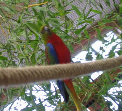Bourse aux oiseaux 25.09.04 001.jpg