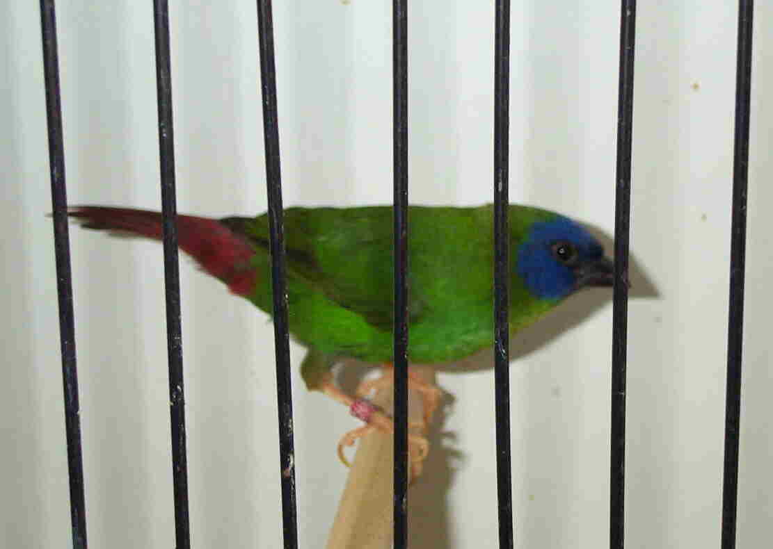 kittlitz01.jpg