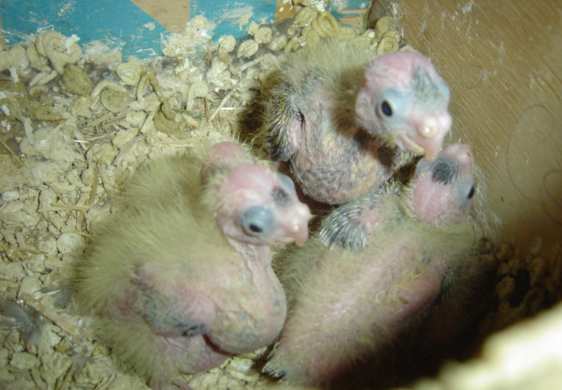 4 jeunes callos 23 10.jpg