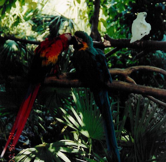 ara jungle parrot 001.jpg