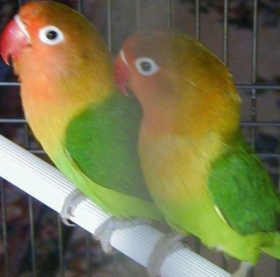 couple Fischer.jpg