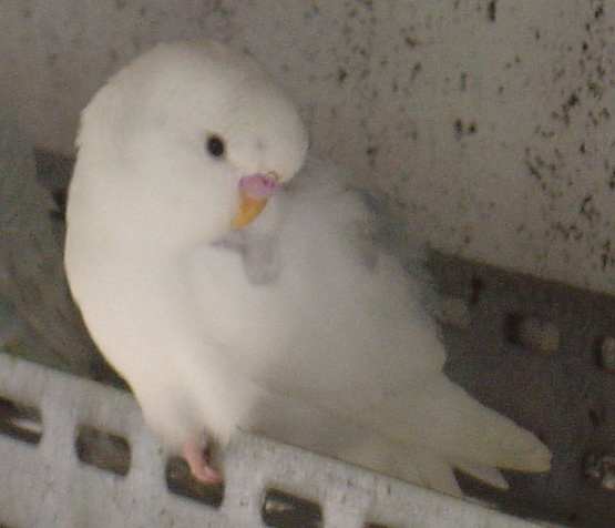 jeune pie 28 10.jpg