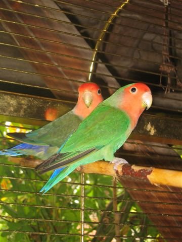 lolo et franfran.jpg