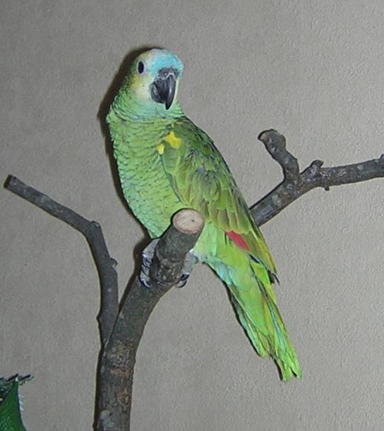 amazone portrait.JPG