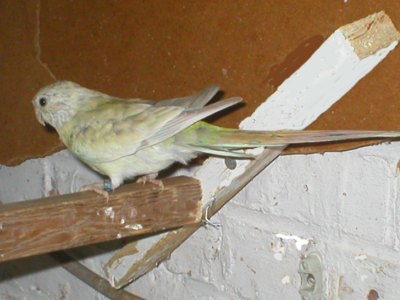croupoin pastel.JPG