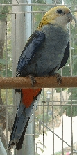 palliceps de profil.JPG