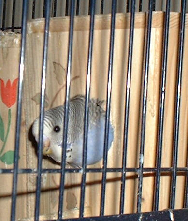 1erbbperruchon1eresortie14.11.04bis.jpg