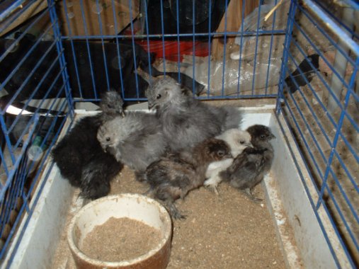 poussins.jpg