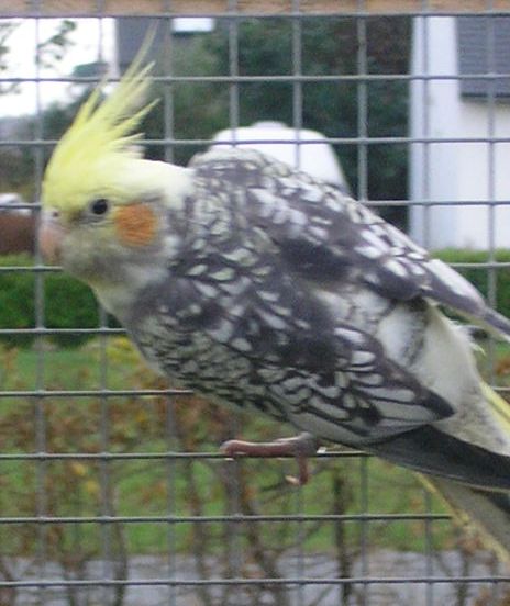 male2.jpg