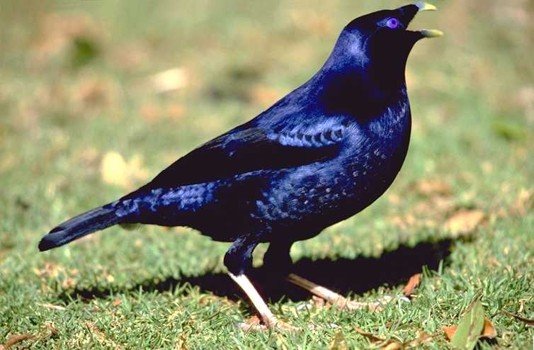 Satin%20bowerbird%201.jpg