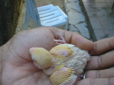 bb roseicollis 03.jpg