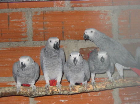 Gris sauvage .JPG