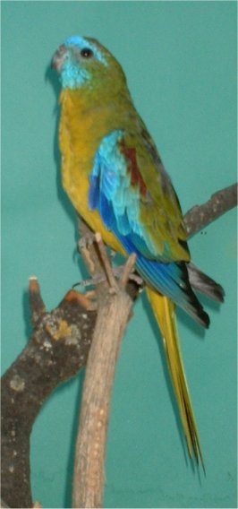turquoisine 1.jpg