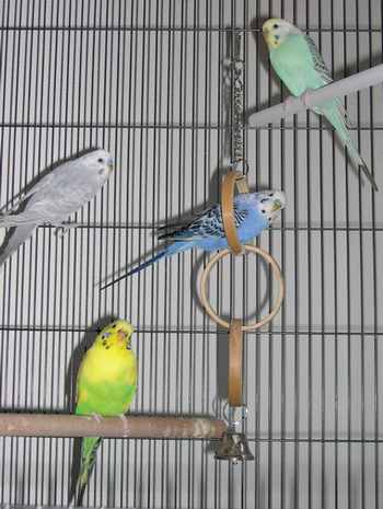 4perruches_janv2005.jpg