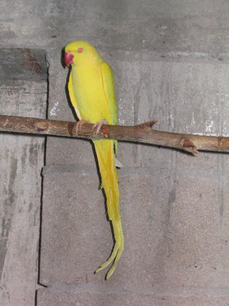 collier lutino int..JPG