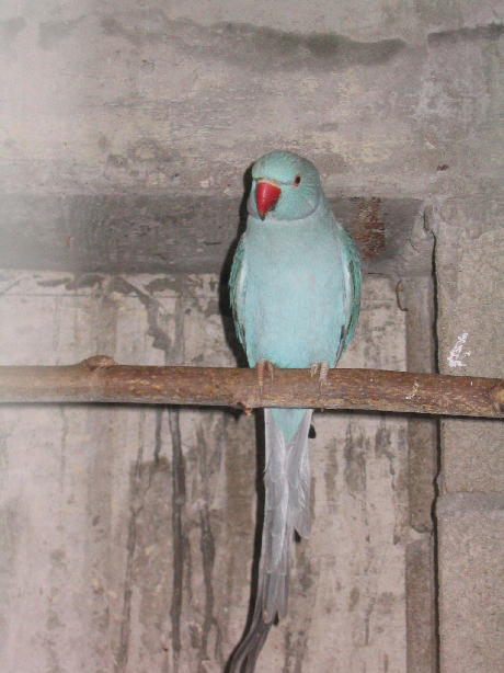 collier bleu Vol. int..JPG