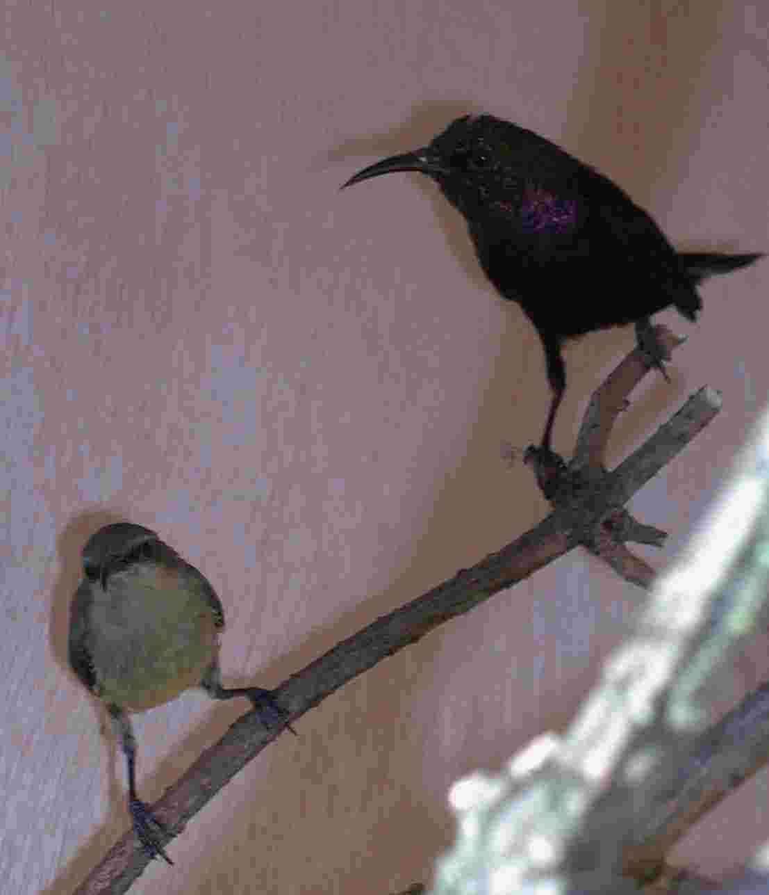 Smanga pair.jpg