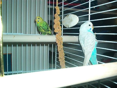 voici mes deux perruches ondulÃ©es RomÃ©o ( le vert et juliette la bleue ) Elles sontepp et je les adore !.JPG
