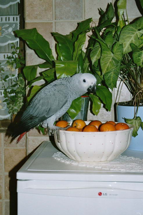 imm005_6.jpg