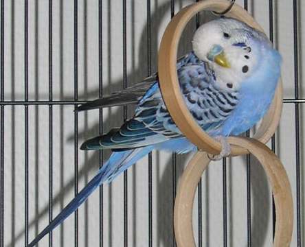 Bleuopaline.jpg