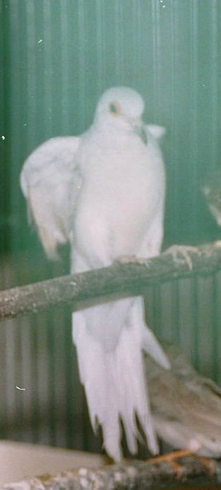 imm001_2.jpg