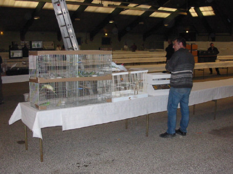 Nos oiseaux a la vente.JPG