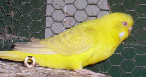 ino cinamon femelle série verte.jpg